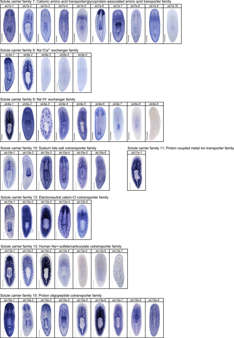 Figure 2—figure supplement 9.