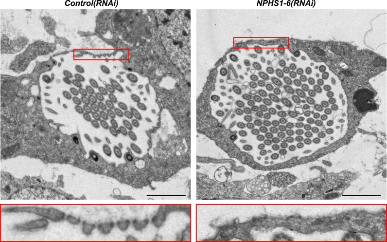 Figure 4—figure supplement 3.