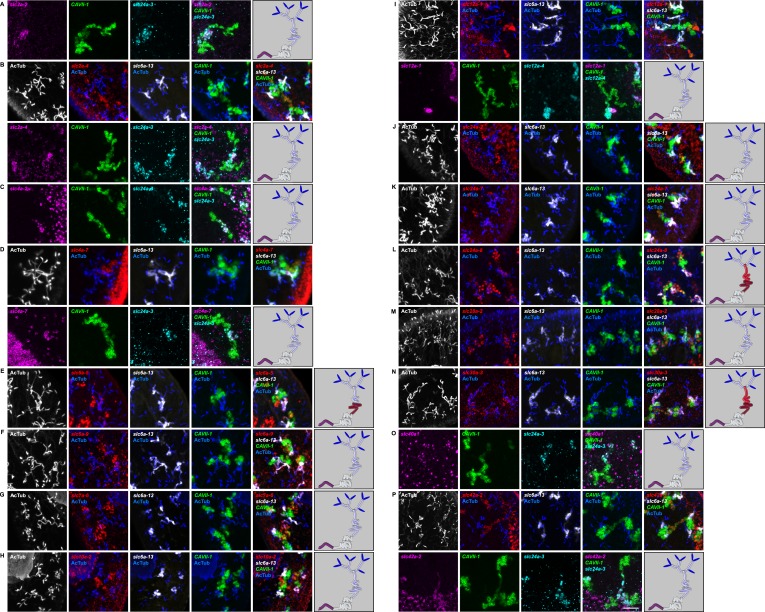 Figure 2—figure supplement 19.