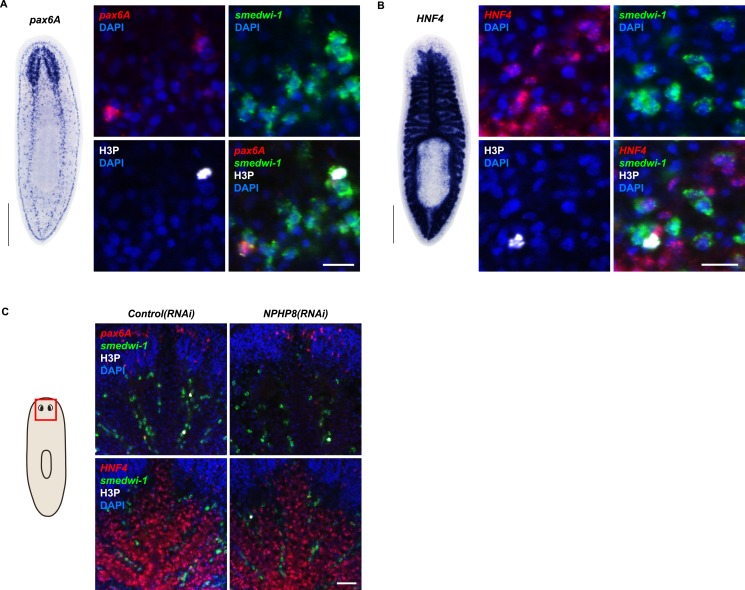 Figure 6—figure supplement 2.