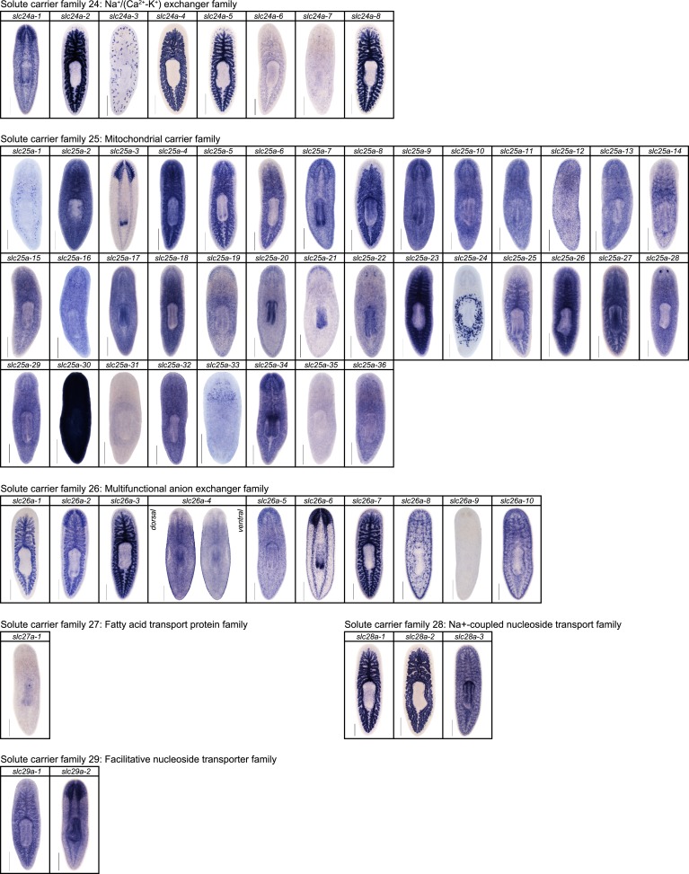 Figure 2—figure supplement 11.