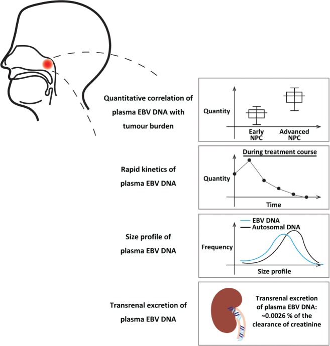 PATH-5249-FIG-0001-c