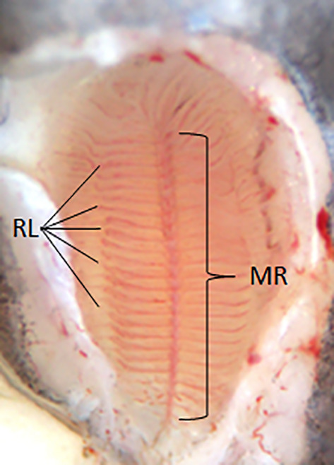 FIGURE 2