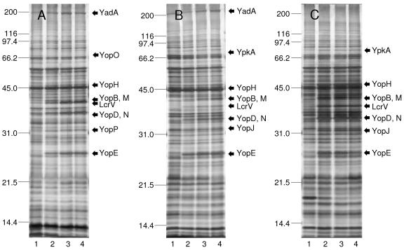 FIG. 2.