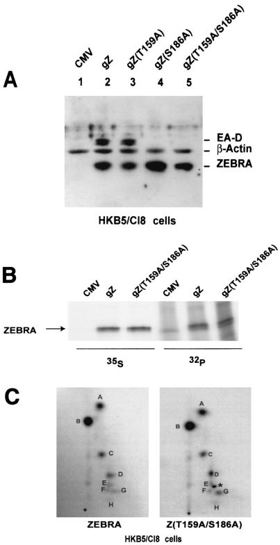 FIG. 5.