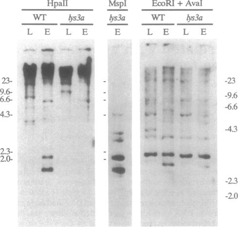 graphic file with name pnas01083-0460-a.jpg