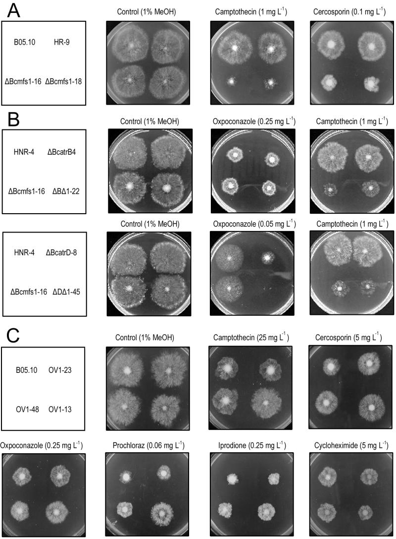 FIG. 4.