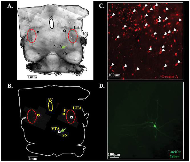 Fig. 8.