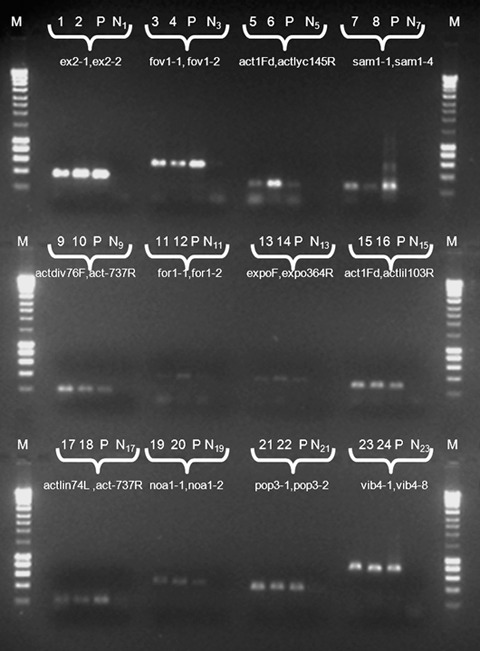 Figure 5