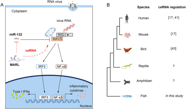 Fig 10