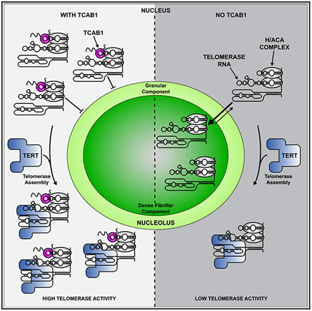 graphic file with name nihms-1912777-f0001.jpg