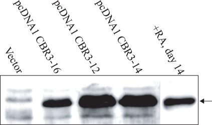 Fig. (5).