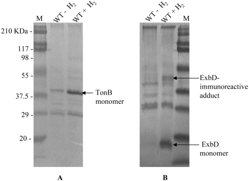 FIG 3 