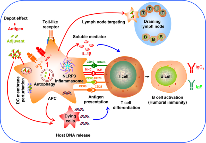 graphic file with name nihms-805622-f0001.jpg