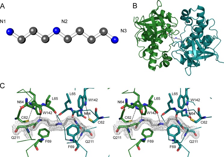 FIGURE 4.