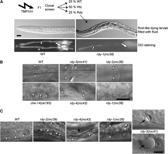 Figure 1.—