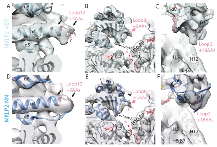 Figure 4—figure supplement 1.