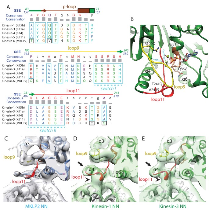 Figure 3—figure supplement 1.