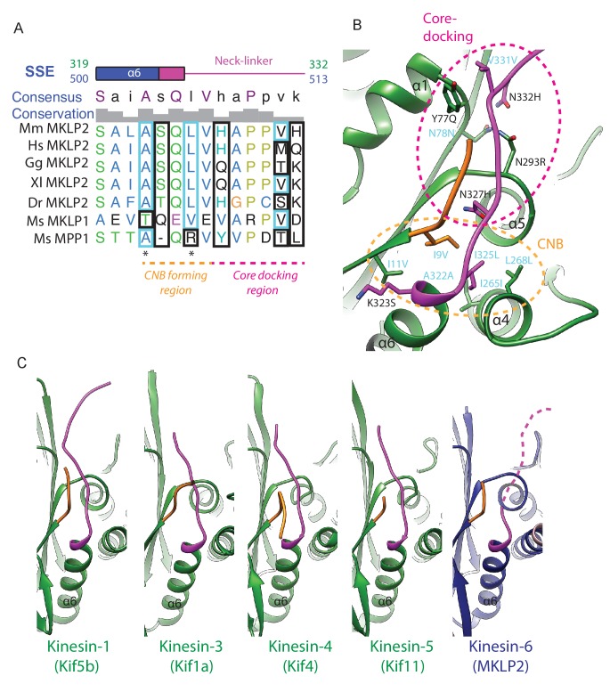 Figure 6—figure supplement 2.