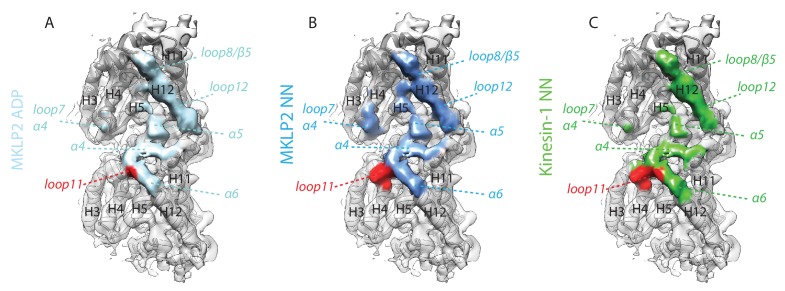 Figure 5—figure supplement 1.