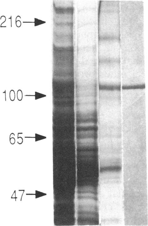 graphic file with name pnas00337-0172-a.jpg