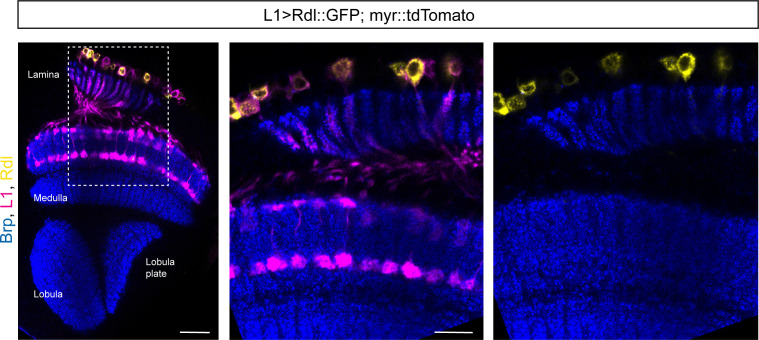 Figure 3—figure supplement 1.