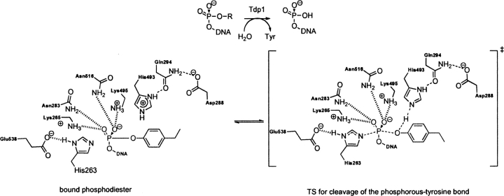 Scheme 8.