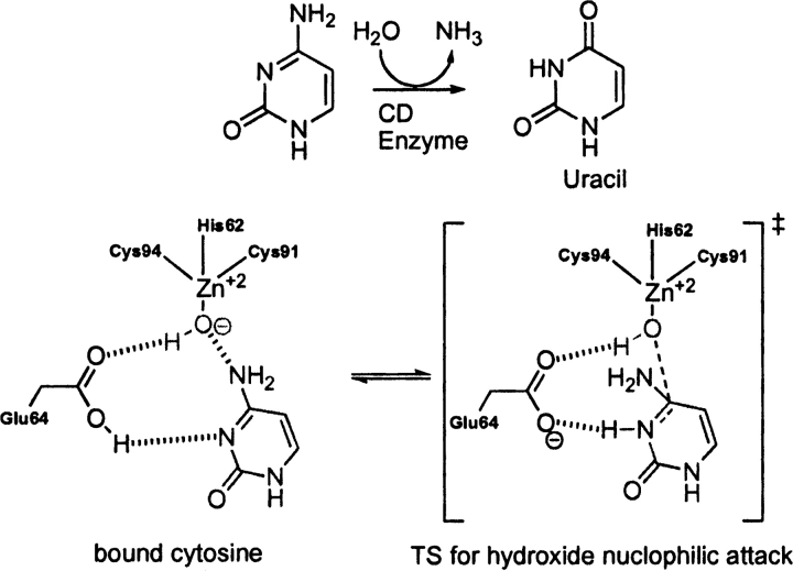 Scheme 5.