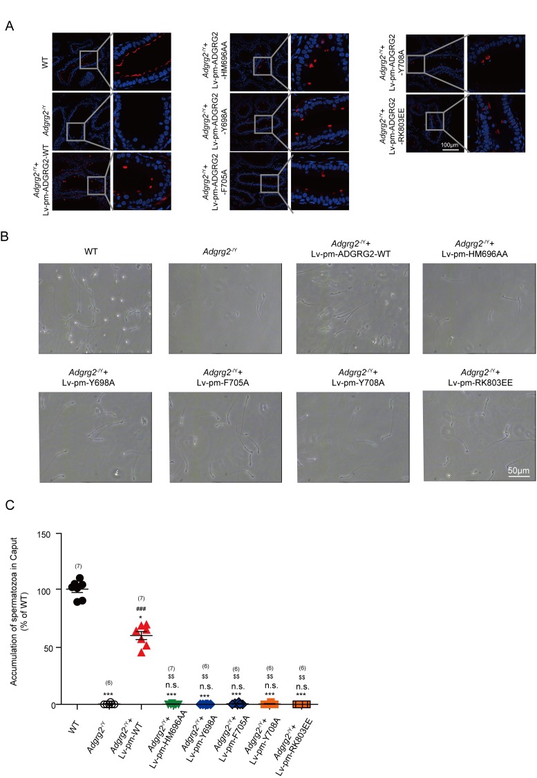 Figure 12—figure supplement 1.