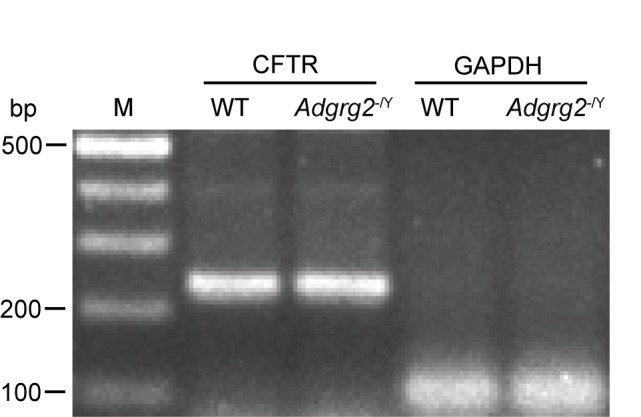 Figure 5—figure supplement 1.