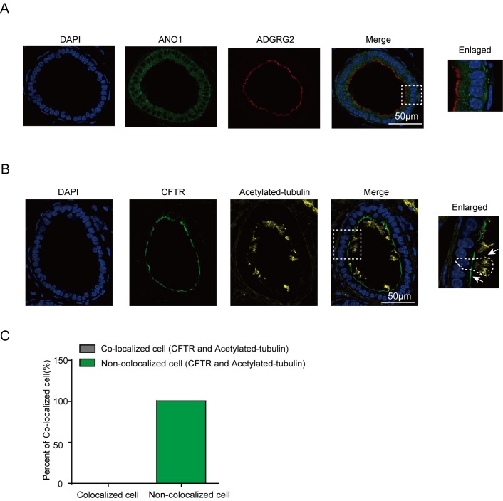 Figure 5—figure supplement 3.