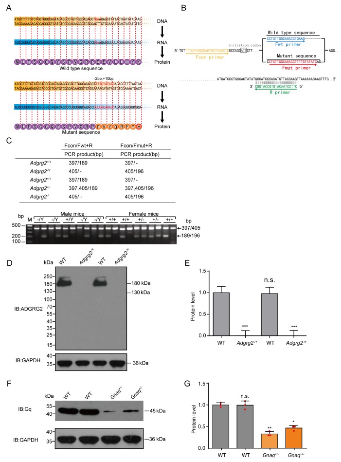 Figure 2—figure supplement 1.