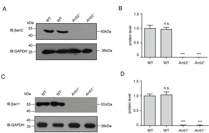 Figure 9—figure supplement 1.