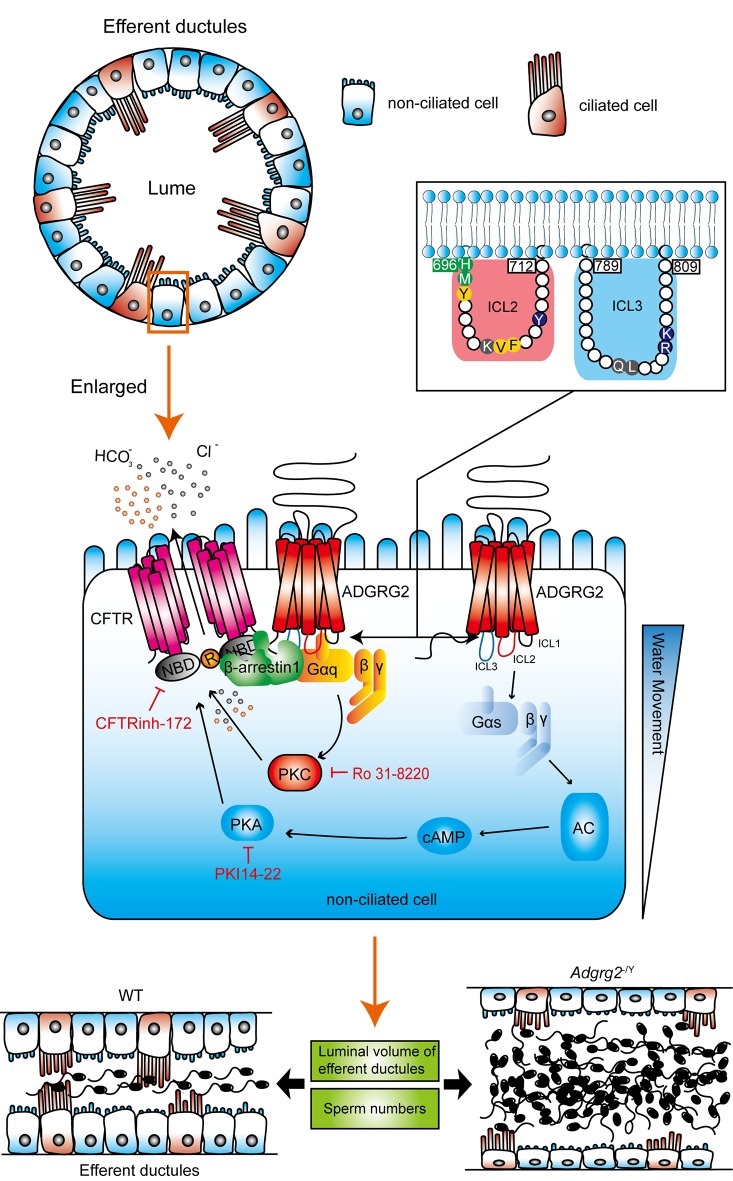 Figure 14.