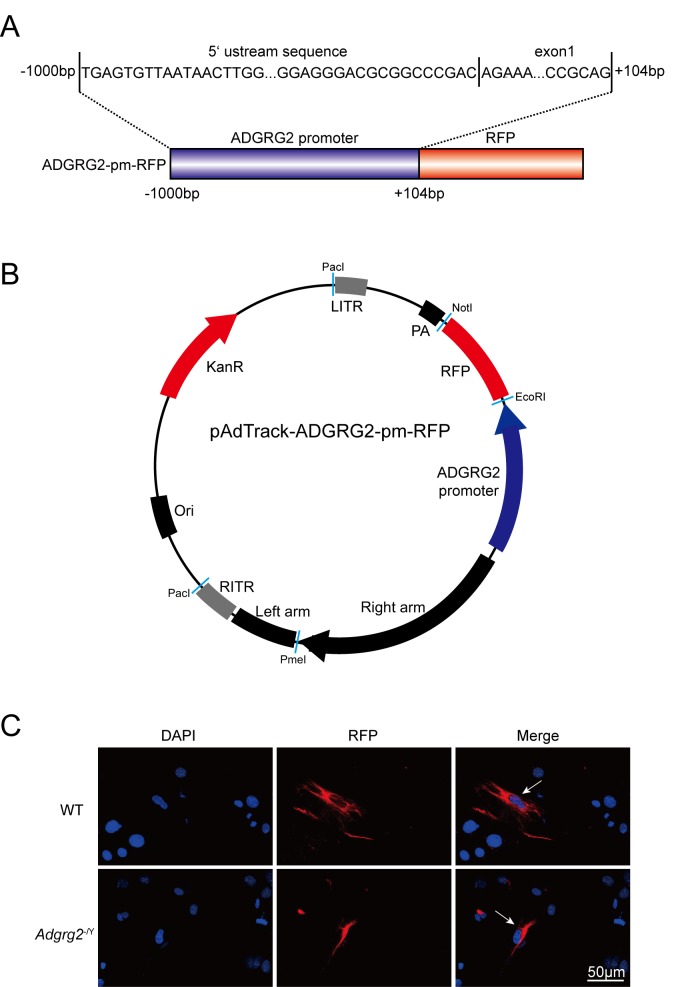 Figure 1—figure supplement 2.