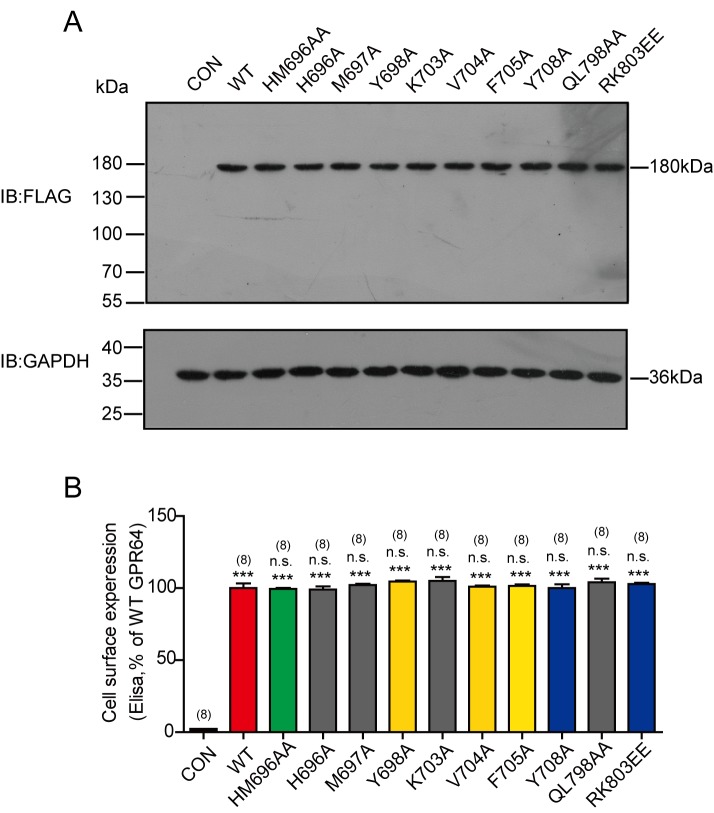 Figure 11—figure supplement 2.