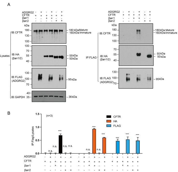 Figure 9—figure supplement 3.