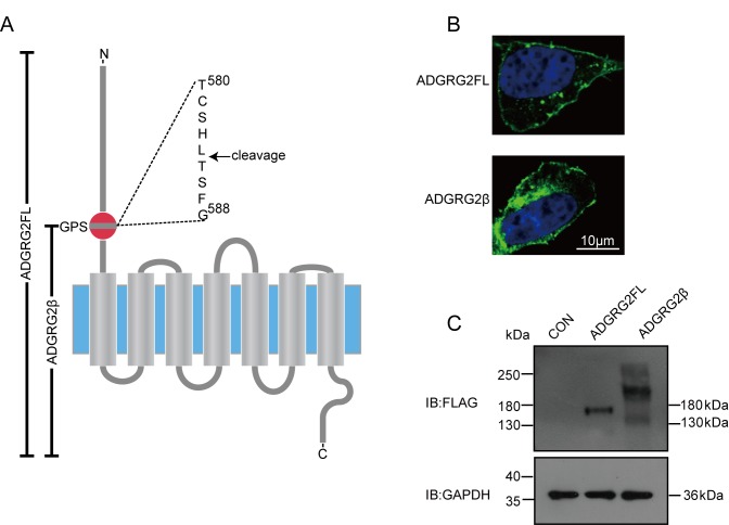 Figure 10—figure supplement 2.