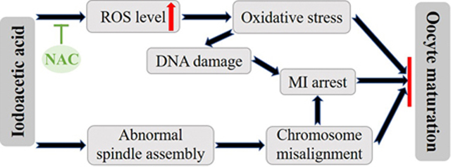 graphic file with name nihms-1636982-f0008.jpg