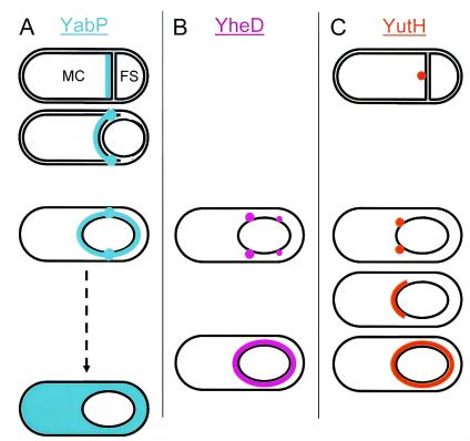 FIG. 2.