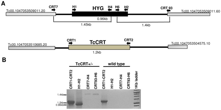 Figure 2