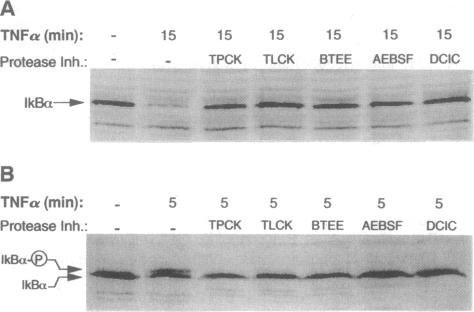 graphic file with name pnas01147-0128-a.jpg