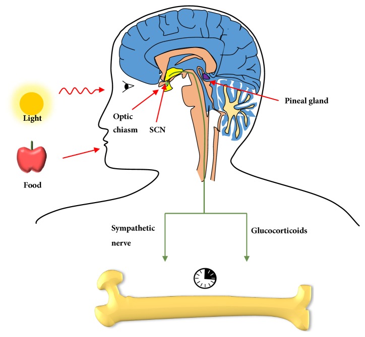 Figure 2