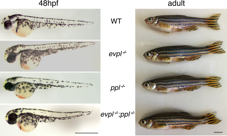 Figure 4—figure supplement 6.