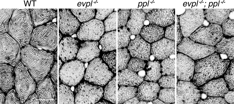 Figure 4—figure supplement 5.