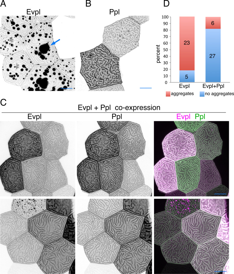 Figure 3—figure supplement 1.