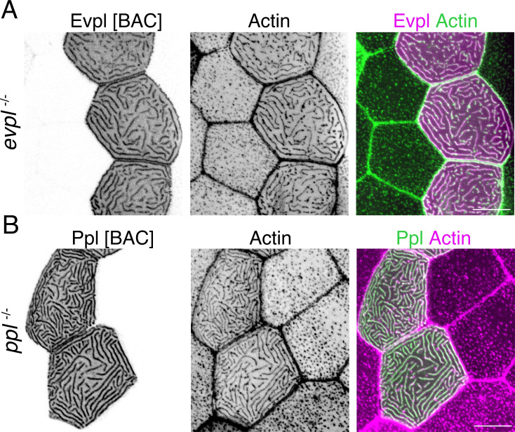 Figure 4—figure supplement 3.