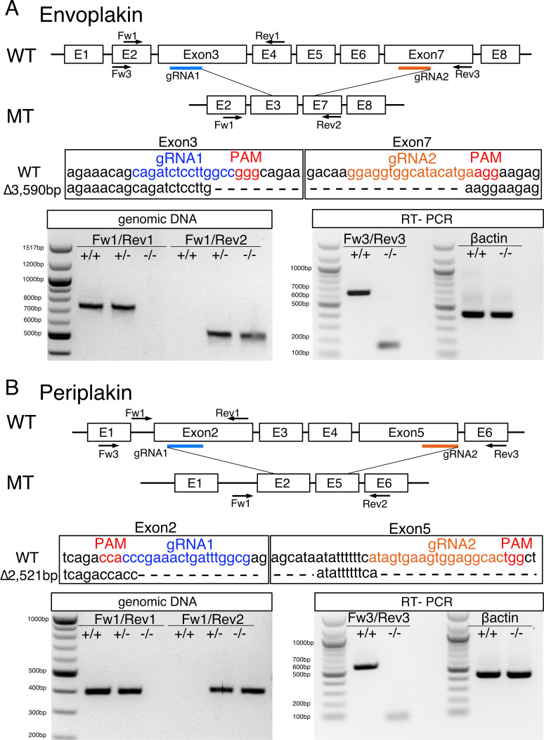 Figure 4—figure supplement 1.