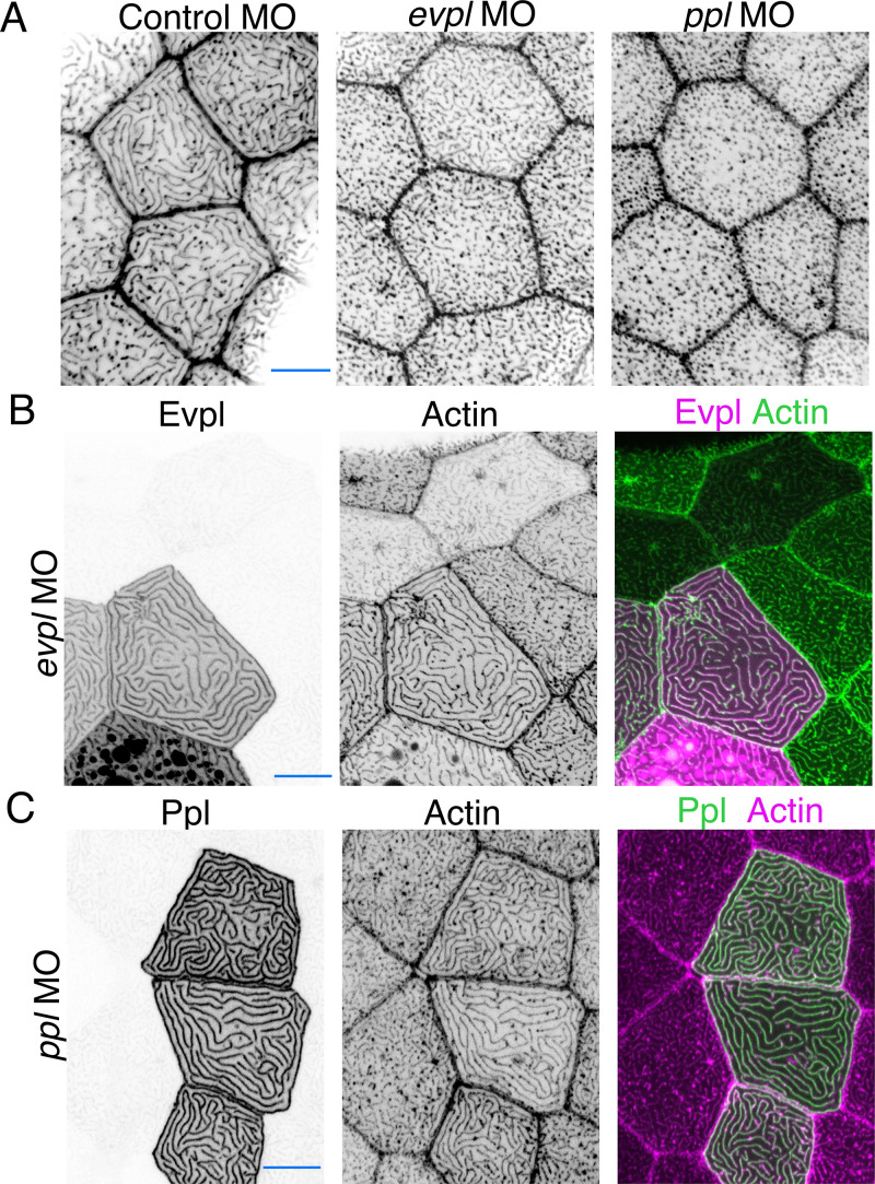 Figure 4—figure supplement 4.