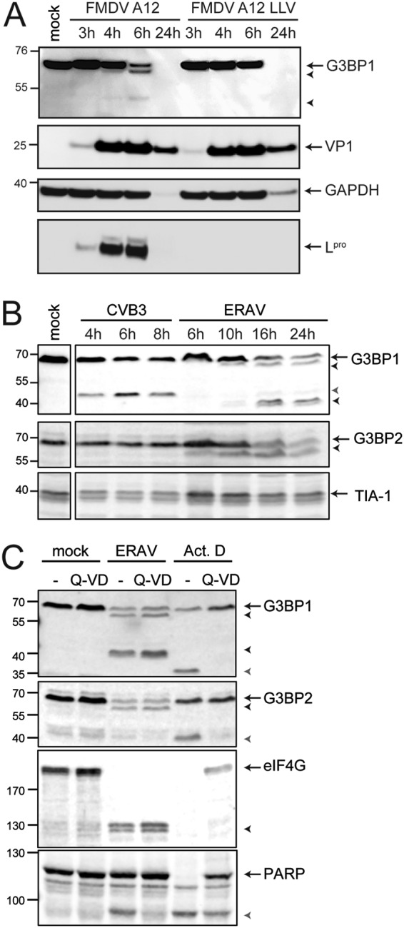 FIG 6